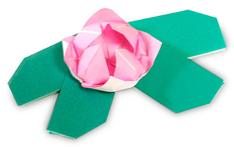 Hướng dẫn gấp Hoa súng - Gấp giấy Origami